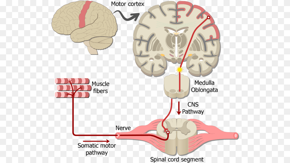 An Showing The Action Potential Moving Through Sensory Neuron To Brain, Ct Scan Png Image