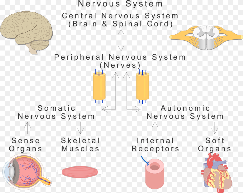 An Showing The Basic Types Of The Nervous System Nervous System Organs, Chart, Plot, Baby, Person Png Image