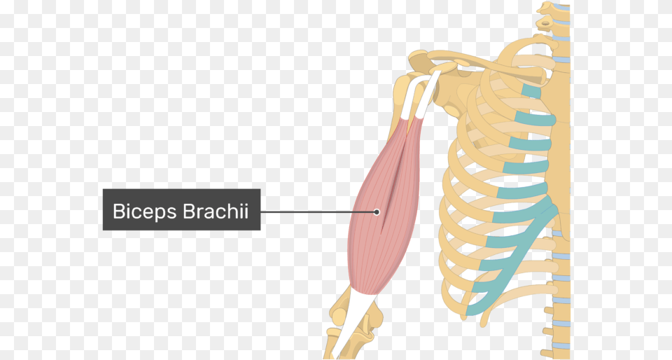 An Image Showing The Biceps Brachii Muscle Alone, Adult, Female, Person, Woman Free Png