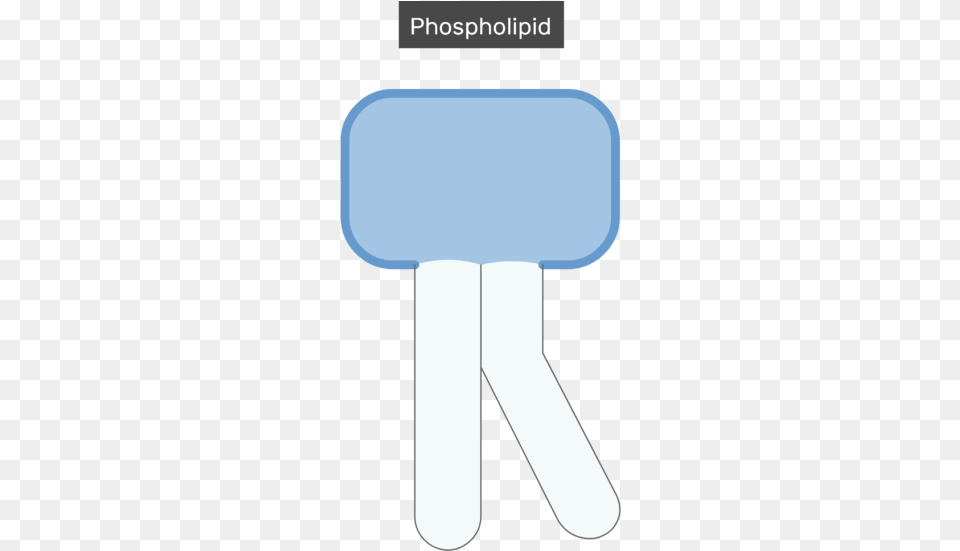An Image Showing The Bilayer Phospholipid Of The Cell Cell Membrane, Smoke Pipe, Text, Food, Ice Pop Free Transparent Png