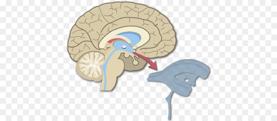An Image Showing The Brain Ventricles In Midsagittal Free Png Download