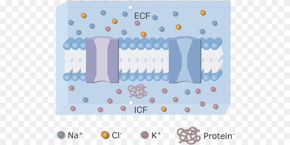 An Image Showing The Icf And Ecf Extracellular Fluid Png