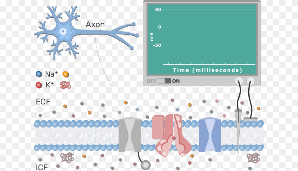 An Image Showing The Neuron Action Potential Sequence Neuron At Resting Potential, Animal, Lizard, Reptile, Outdoors Free Png