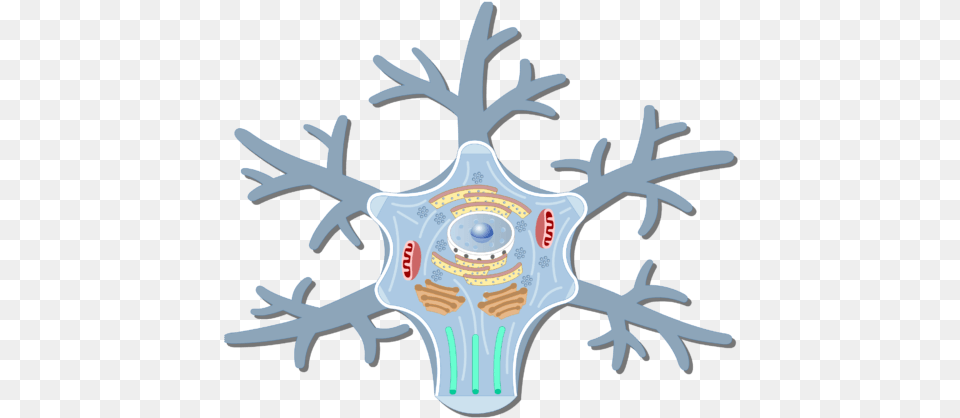 An Image Showing The Neuron Cell Body And It S Structures Nerve Cell Body Structure, Antler, Spiral, Coil, Machine Free Png
