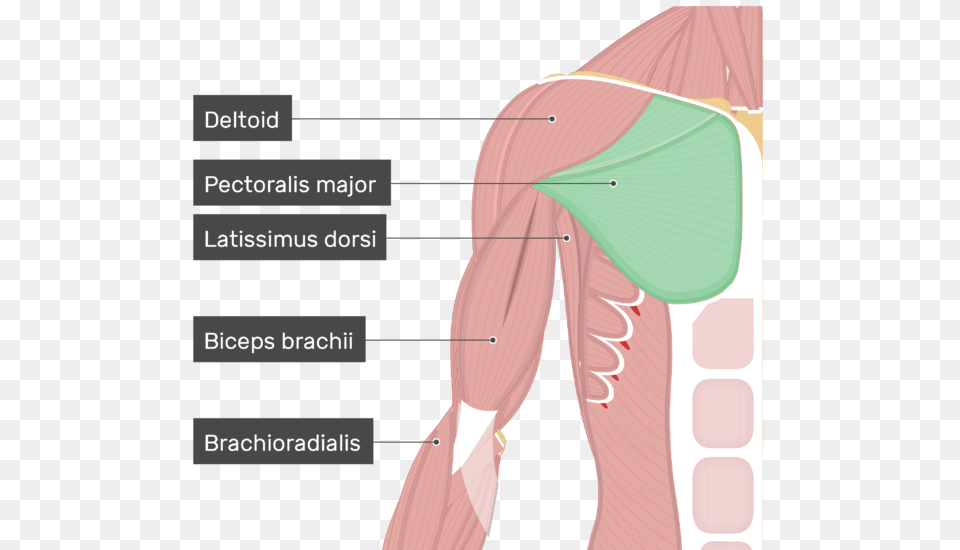 An Image Showing The Pectoralis Major Muscle Attached Pectoralis Major, Body Part, Face, Head, Neck Free Png
