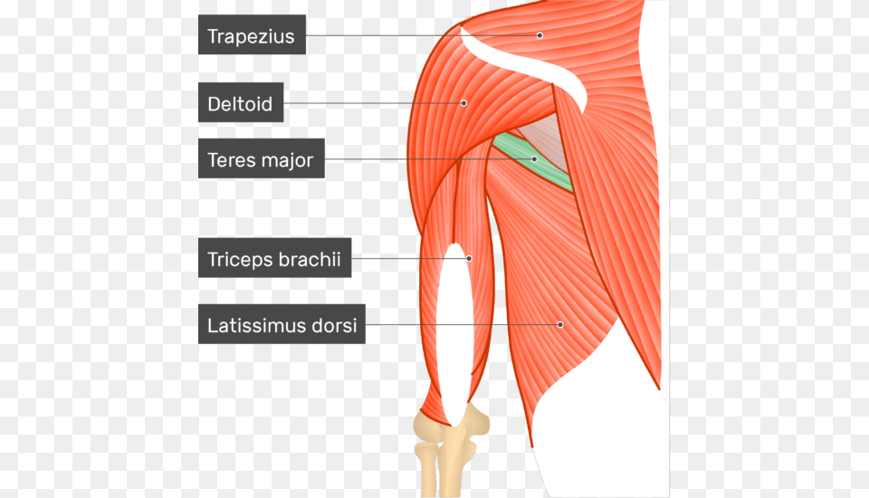 An Image Showing The Teres Major Muscle Attached To Triceps Brachii Lateral Head, Body Part, Face, Neck, Person Png