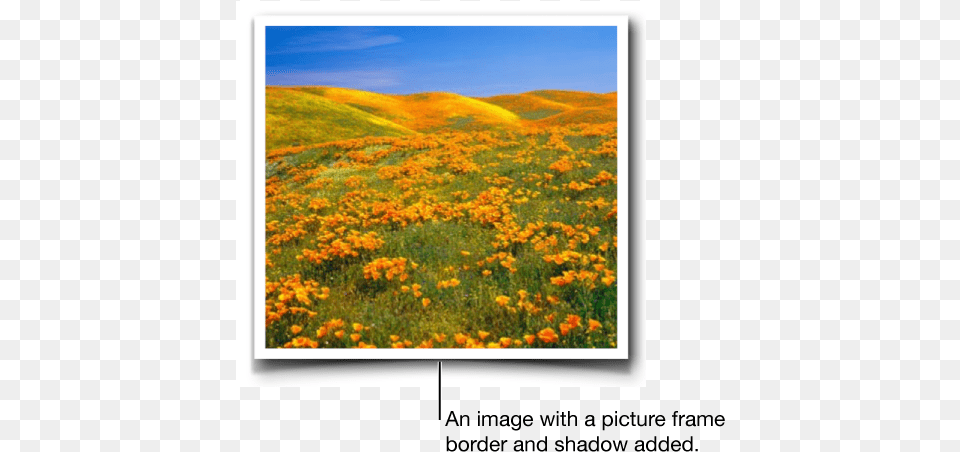 An Image With A Picture Frame Border And Shadow Added Ca Golden Poppies, Countryside, Field, Grassland, Meadow Free Png Download