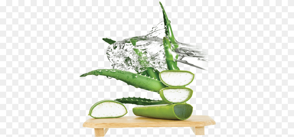 An Important Active Ingredient In Aloe Vera Is The Aloe Vera Extract, Plant Png Image