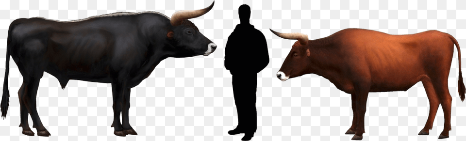 An Impressive Animal Auroch Vs Cow, Livestock, Bull, Cattle, Ox Png