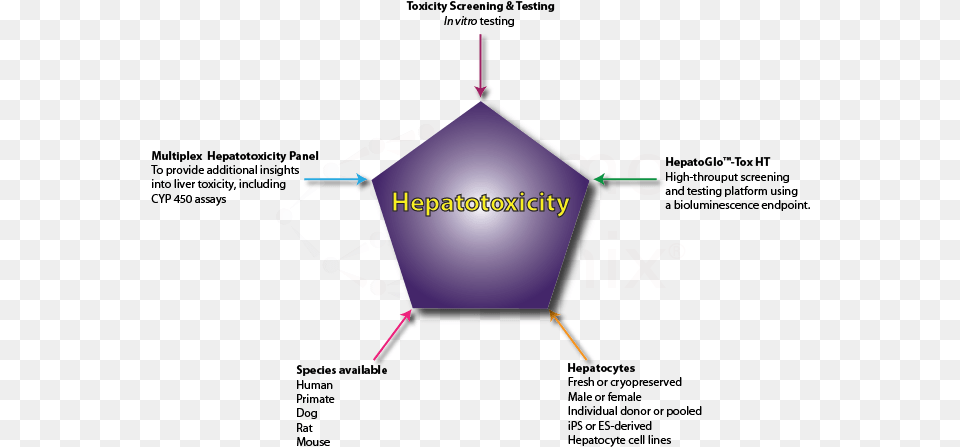 An In Vitro Hepatotoxicity Assay Human Neurotoxicity, Sphere Free Png
