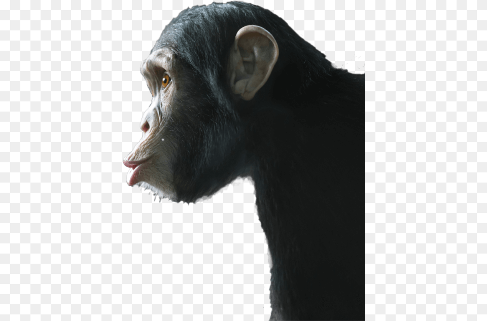 An Infinite Number Of Monkeys Common Chimpanzee, Animal, Ape, Mammal, Wildlife Png Image