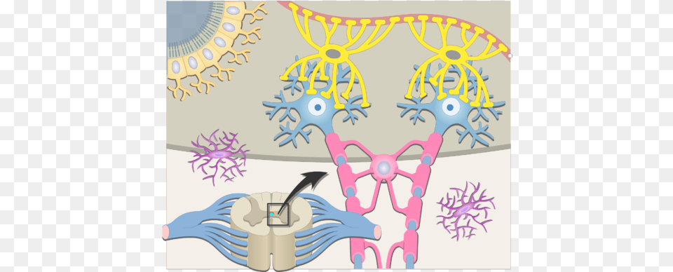 An Inside The Cns Showing The Neuron Support Support Cells Of A Neuron, Art, Graphics, Pattern Free Png Download