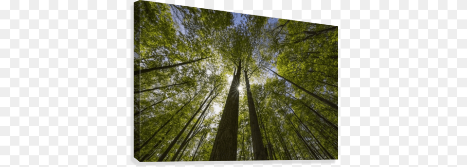 An Ontario Maple Forest In Summer With The Sun Shining Ontario Maple Forest In Summer, Woodland, Sunlight, Plant, Outdoors Png