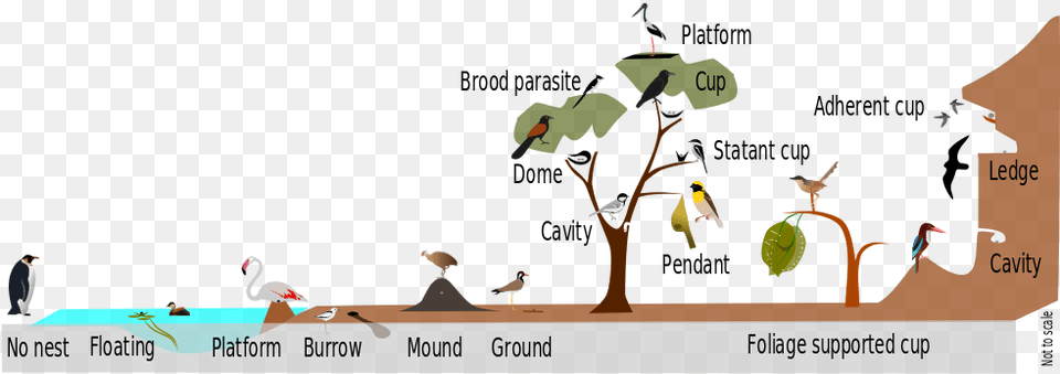 An Overview Of The Diversity In Nest Placement And Bird Nests Types, Animal Free Transparent Png