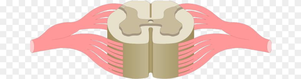An Showing The Gray Matter Of A Spinal Cord Segment Spinal Cord Cross Section Unlabelled, Face, Head, Person, Body Part Free Png Download