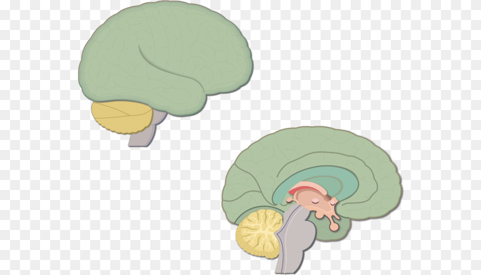 An Showing The Lateral And Sagittal View Of The Brain Sagittal Cartoon, Clothing, Hat Free Png