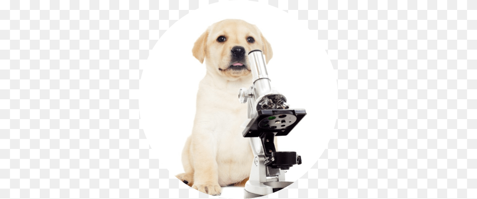 An Update From The Avacta Animal Health Labs Avacta Animal Health, Canine, Dog, Mammal, Pet Png Image