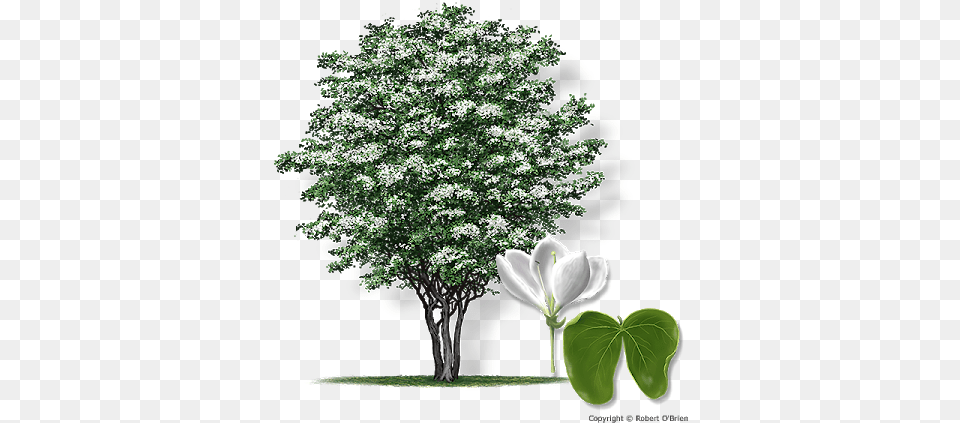 Anacacho Orchid Anacacho Orchid Tree, Flower, Green, Leaf, Plant Free Transparent Png