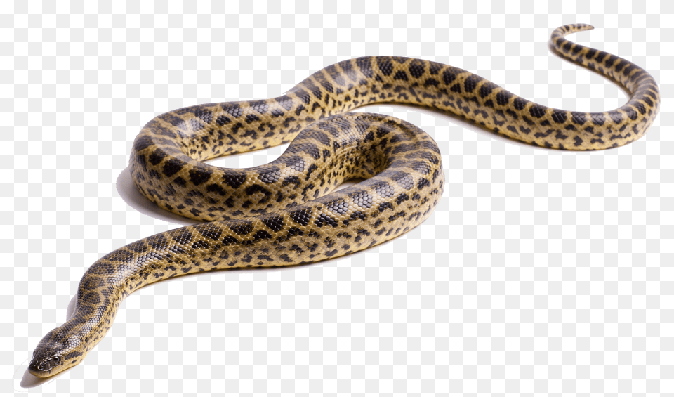 Anaconda, Animal, Reptile, Snake Free Transparent Png