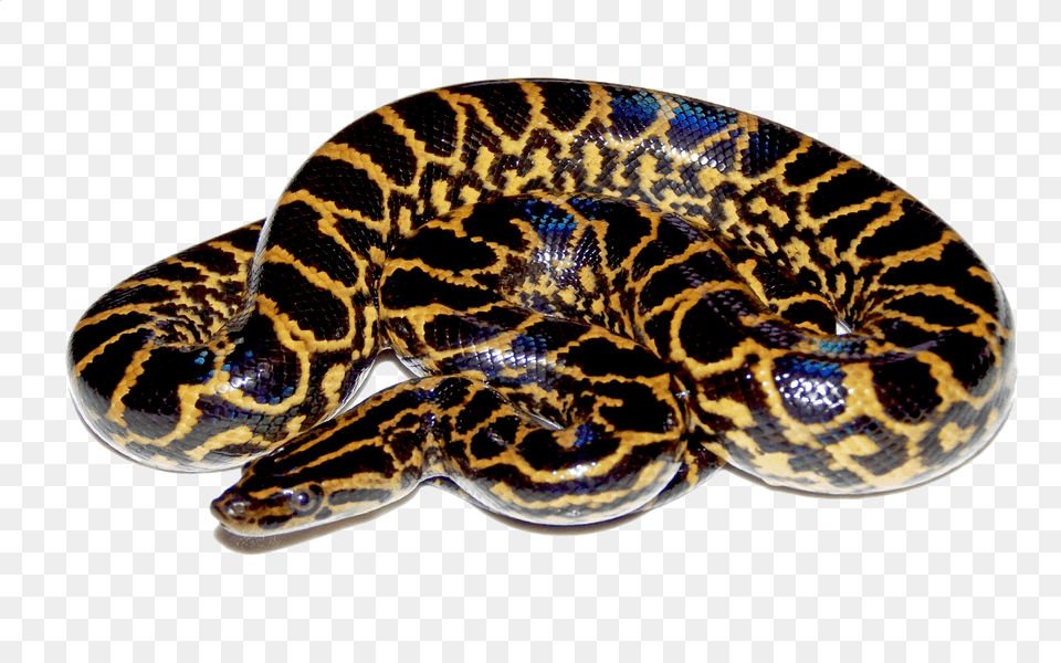 Anaconda, Animal, Reptile, Snake Free Transparent Png