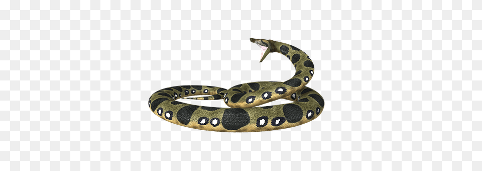 Anaconda Animal, Reptile, Snake Free Png