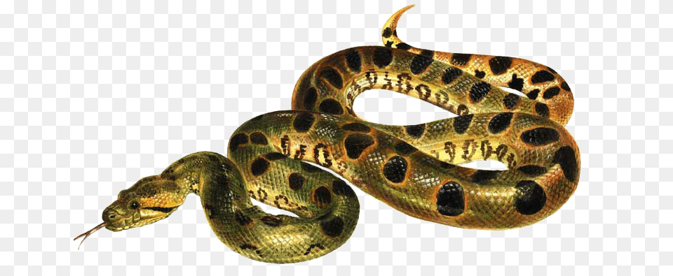 Anaconda, Animal, Reptile, Snake Free Png