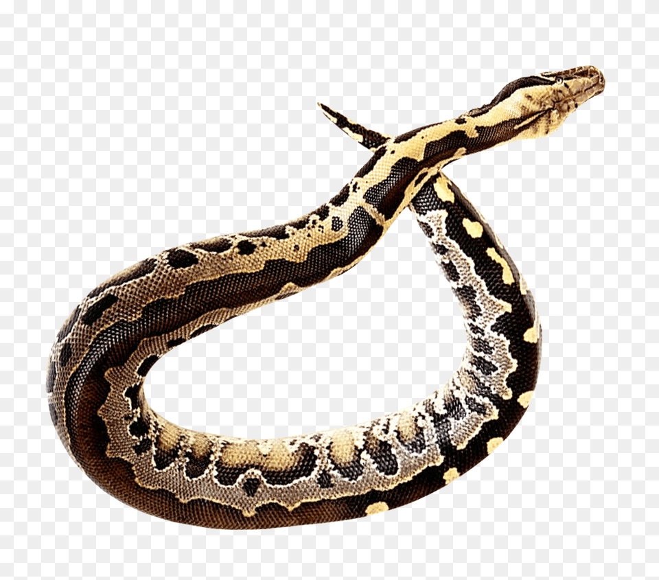 Anaconda, Animal, Reptile, Snake, Rock Python Png Image