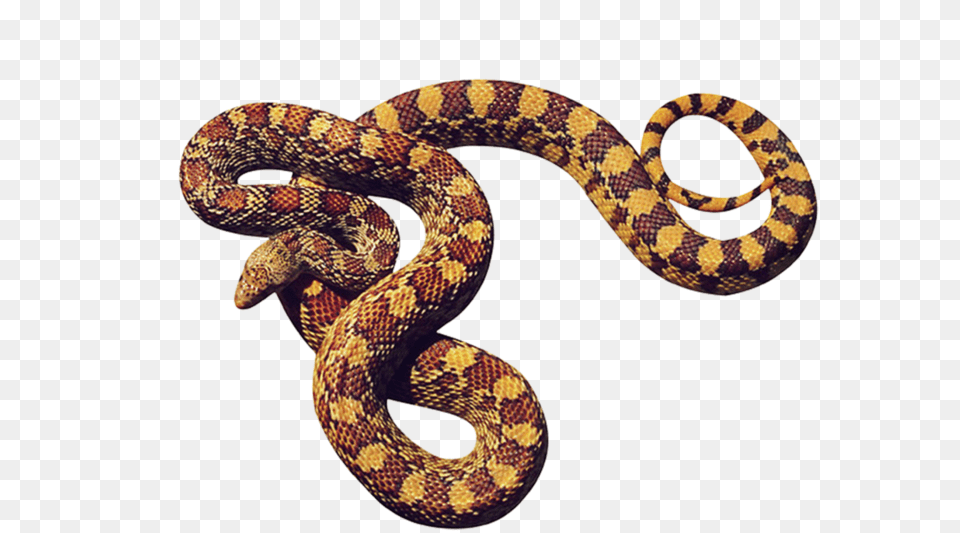Anaconda, Animal, Reptile, Snake Free Png