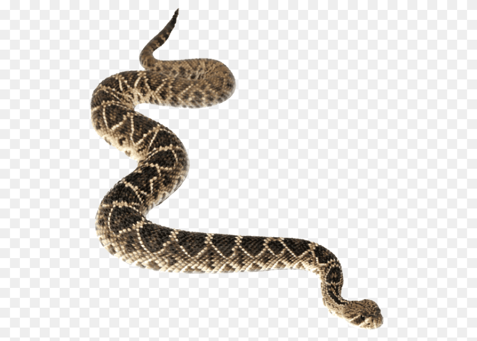 Anaconda, Animal, Reptile, Snake, Rattlesnake Free Transparent Png