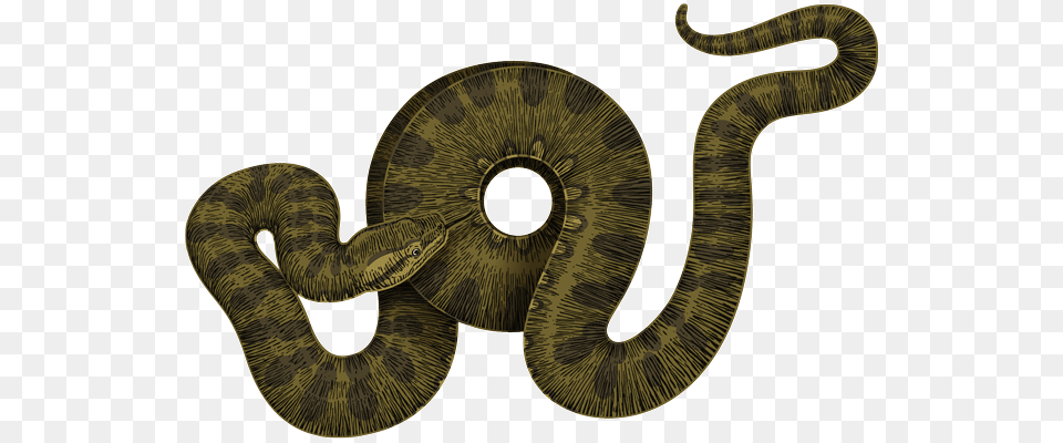 Anaconda, Animal, Reptile, Snake Png