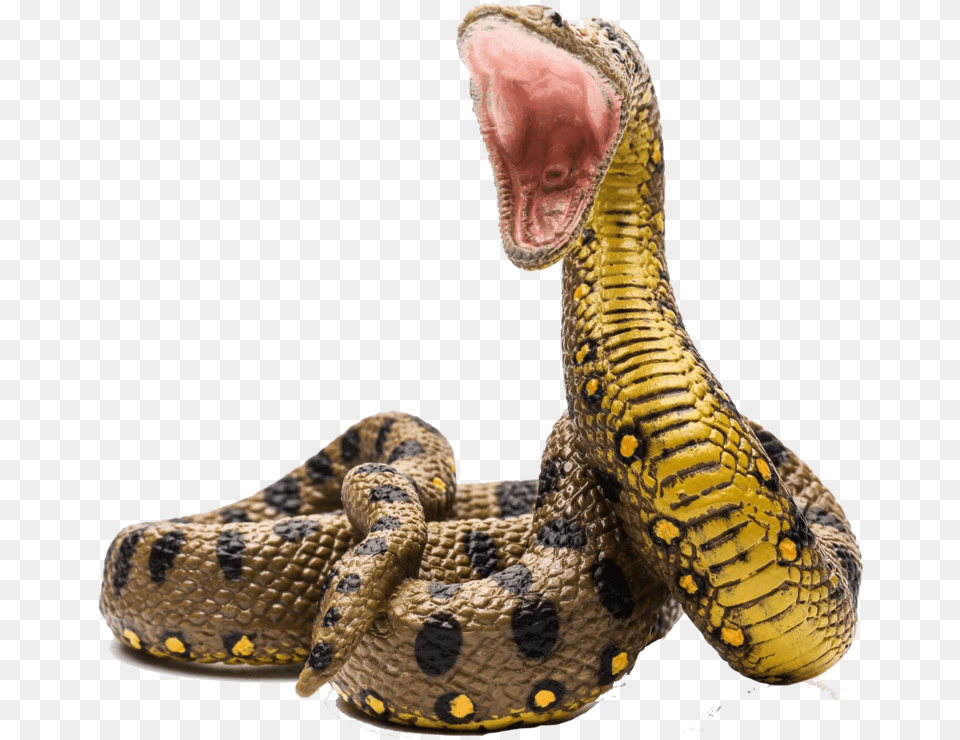 Anaconda Anaconda, Animal, Reptile, Snake Png