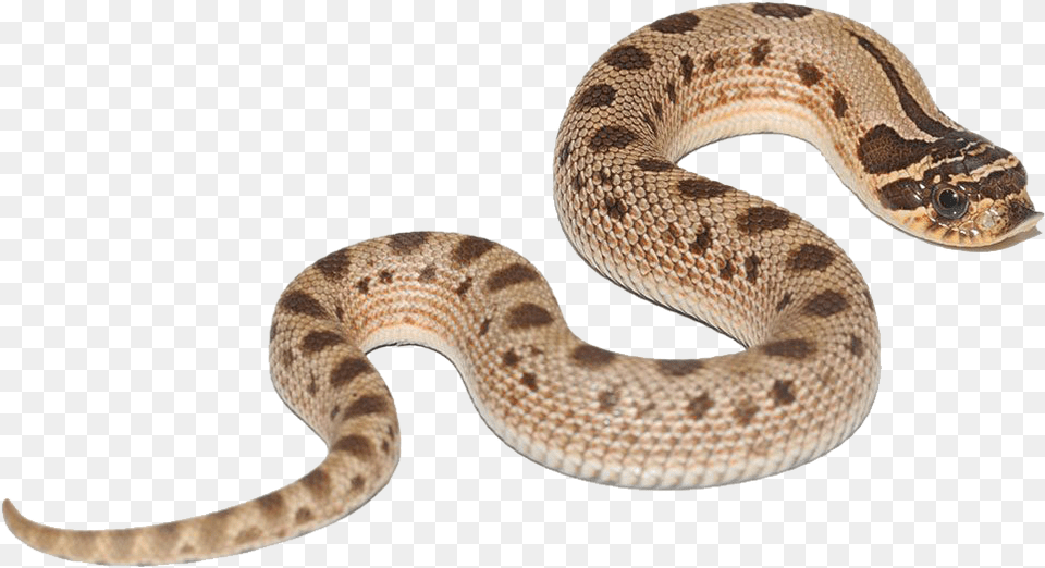 Anaconda Hognose Snake Conda Morph, Animal, Reptile, Rattlesnake Free Png