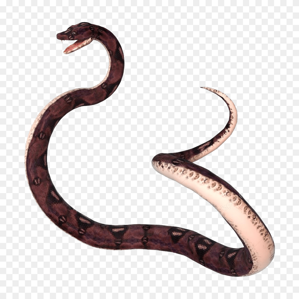 Anaconda Hd Background, Animal, Reptile, Snake Png
