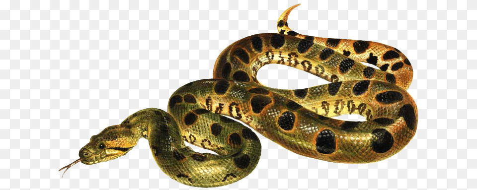 Anaconda Images Download Anaconda, Animal, Reptile, Snake Png