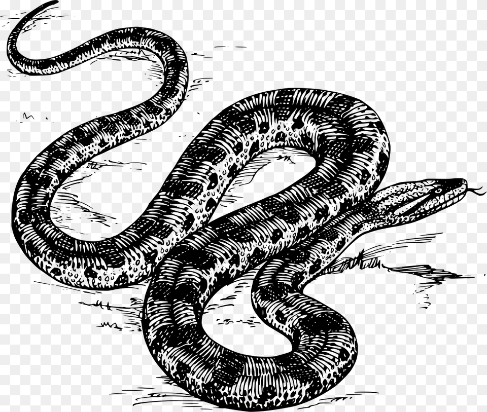 Anaconda In Black And White, Gray Free Transparent Png