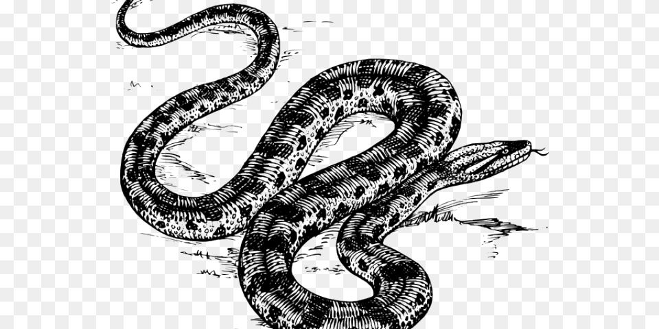 Anaconda In Black And White, Animal, Reptile, Snake Png