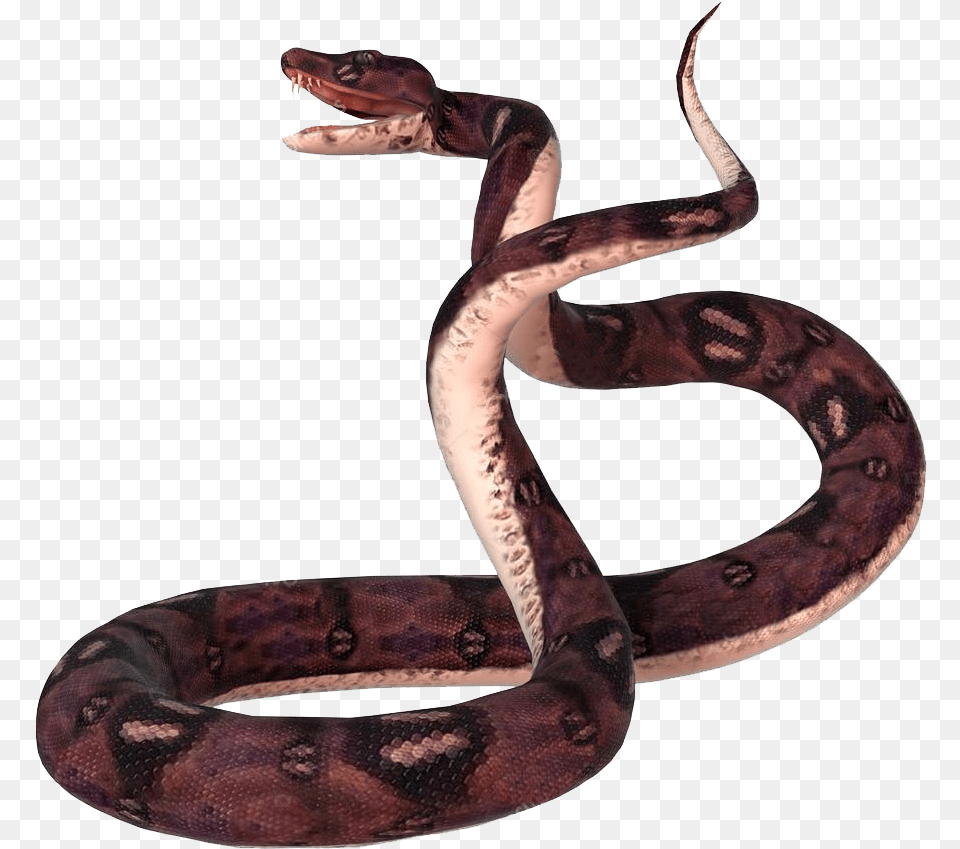 Anaconda No Images Transparent Snakes, Animal, Reptile, Snake Png Image