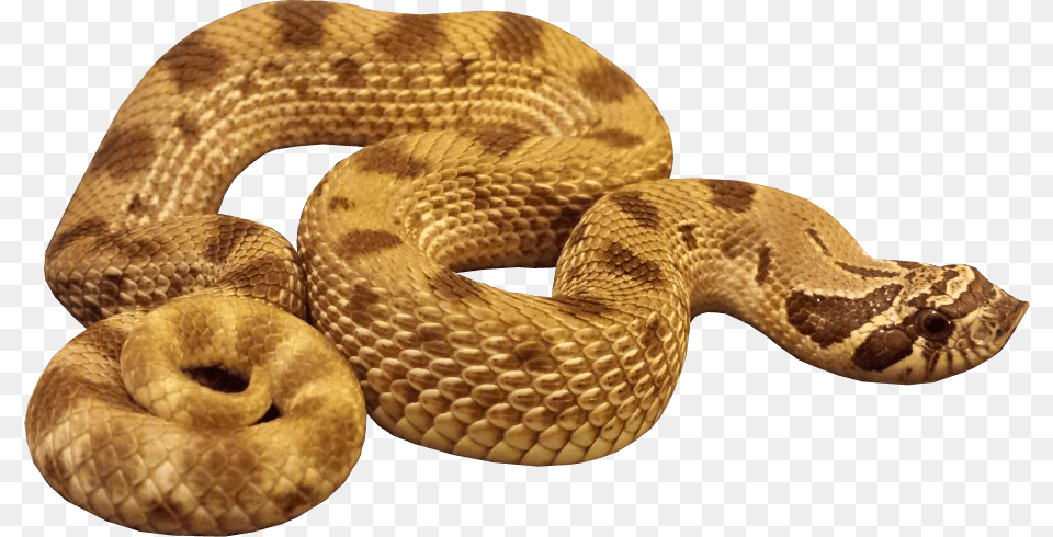 Anaconda Snake, Animal, Reptile, Rattlesnake Png Image