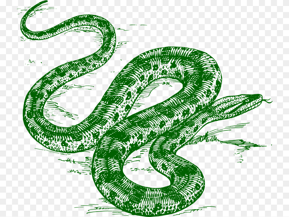 Anaconda Snake Amazon Green Anaconda Black And White, Animal, Reptile, Person Png Image