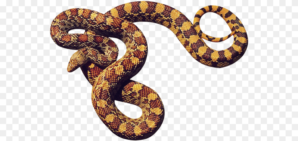 Anaconda Transparent Background Hd Snake, Animal, Reptile, King Snake Free Png Download