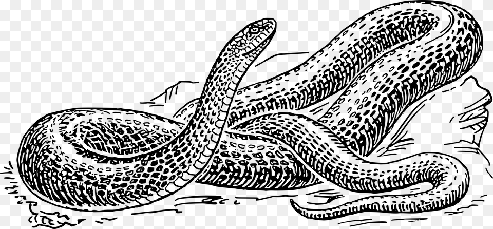 Anaconda Transparent Black And White Snake Drawing, Animal, Reptile Png Image
