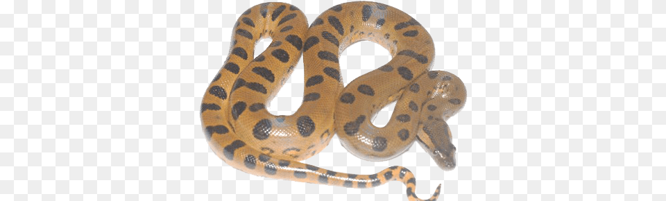 Anaconda Transparent Image Anaconda, Animal, Reptile, Snake Free Png Download