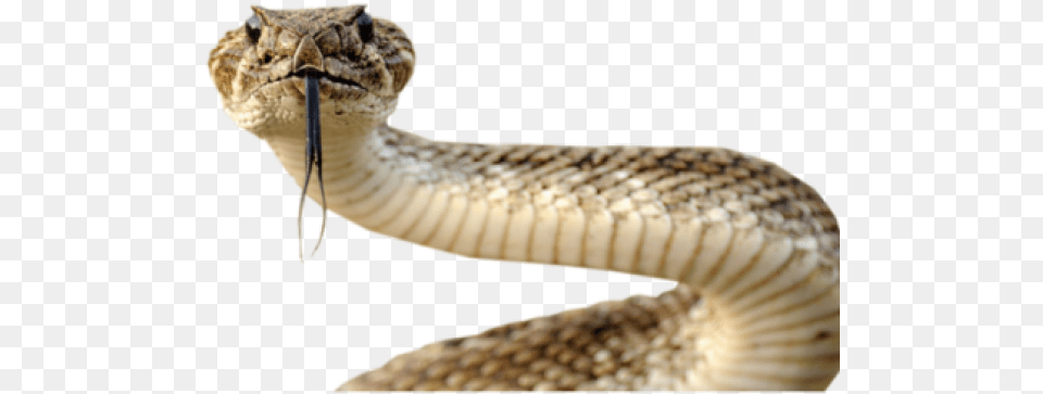 Anaconda Transparent Images Snake Head Transparent Background, Animal, Reptile, Rattlesnake Free Png Download