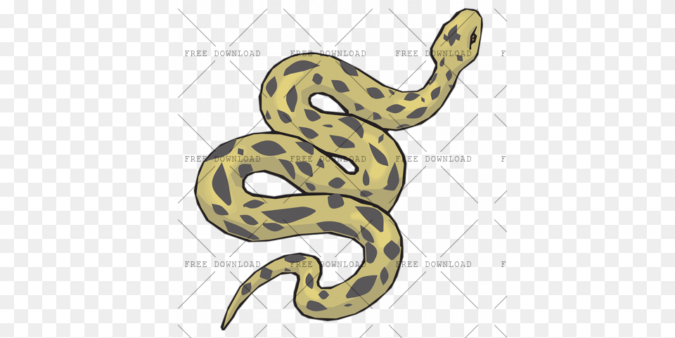 Anaconda With Transparent Background Photo 6 Quaternary Consumer, Animal, Reptile, Snake Free Png Download