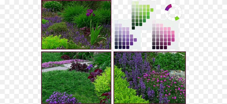 Analogous Complementary Colour Scheme Complementary Colours In Garden, Vegetation, Purple, Plant, Outdoors Png Image