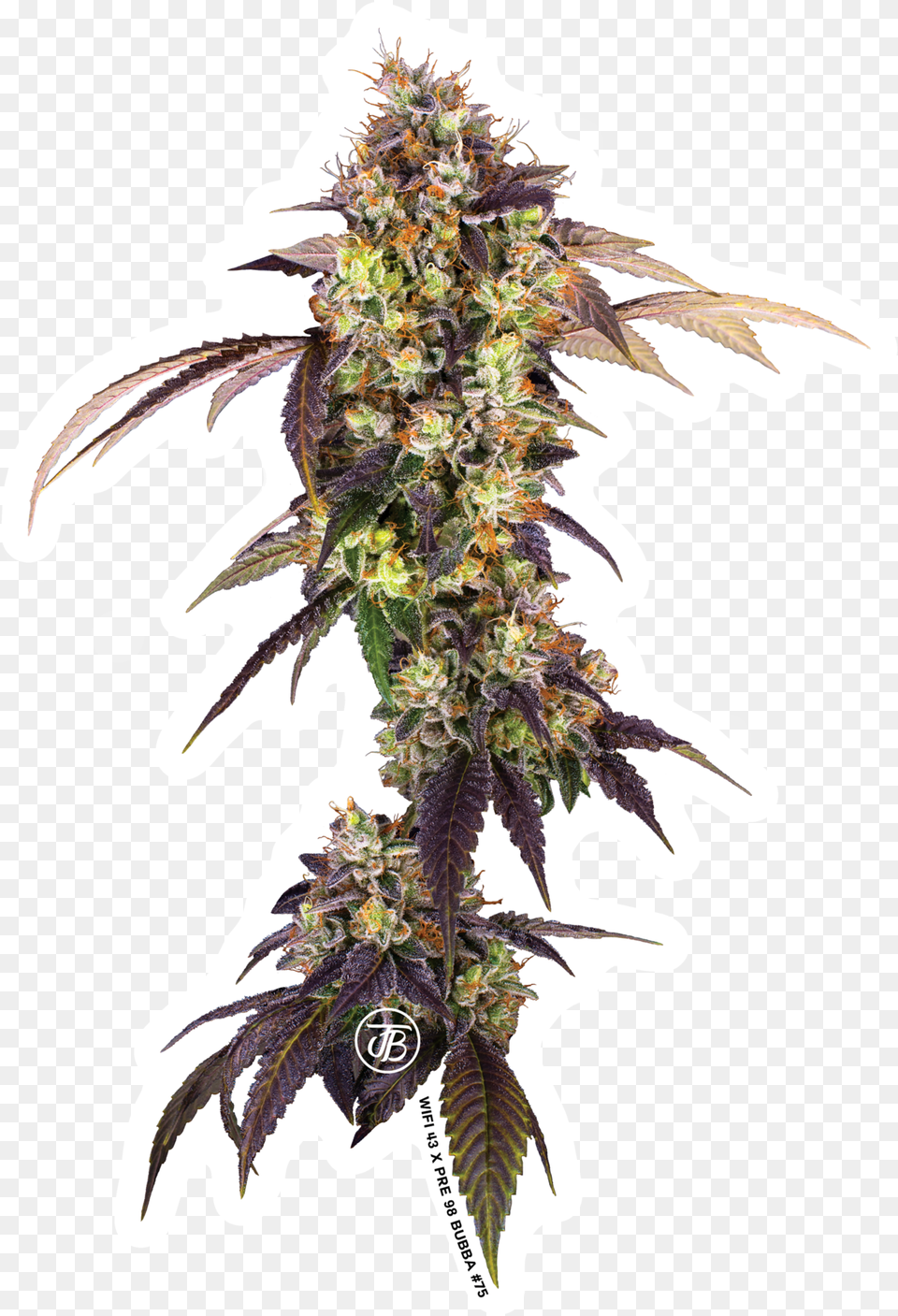 Ananas, Grass, Plant, Hemp, Flower Png