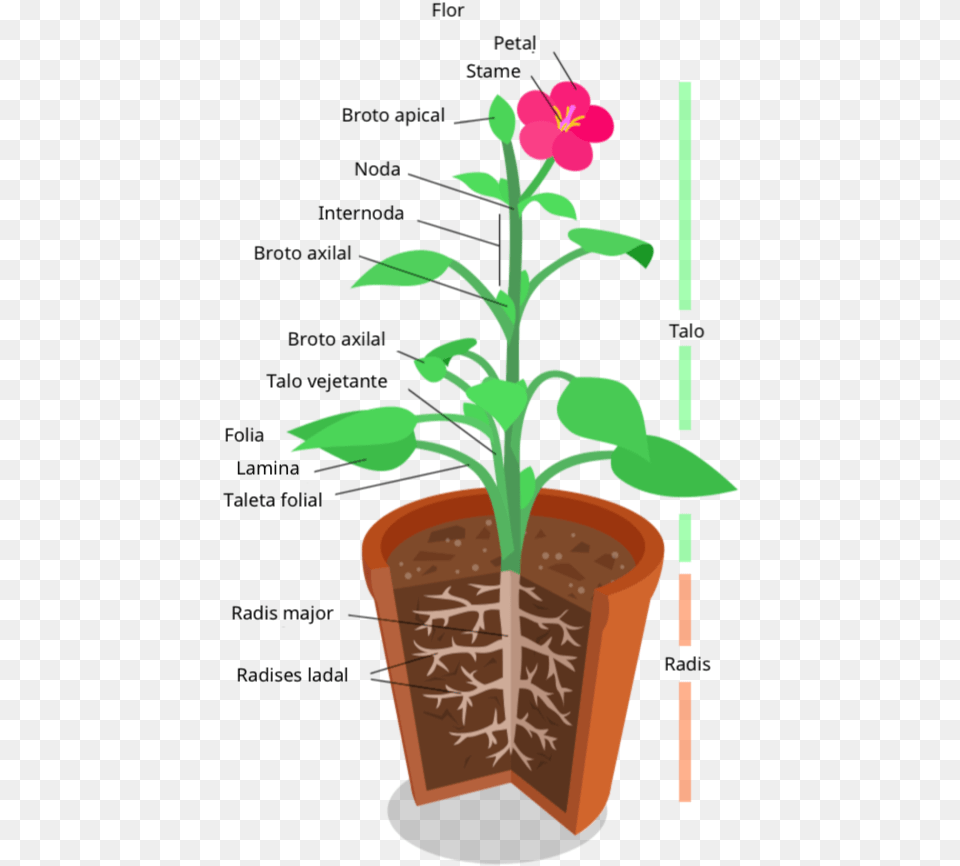 Anatomia De Un Planta Plant System, Flower, Potted Plant, Leaf, Soil Free Png