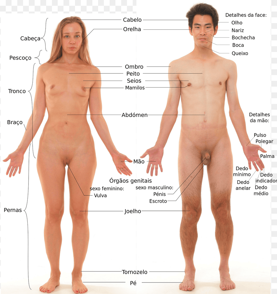 Anatomia Humana Clipart, Adult, Chart, Female, Person Free Transparent Png