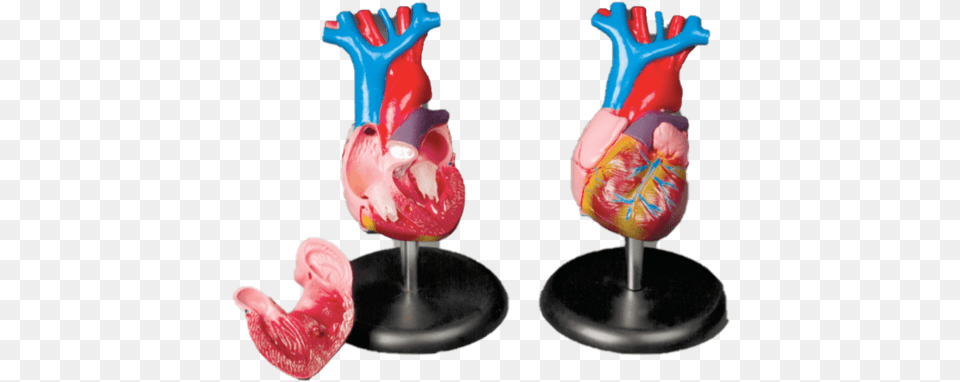 Anatomical Chart Company Model Budget Life Size Heart Figurine, Food, Sweets, Glass, Animal Png Image