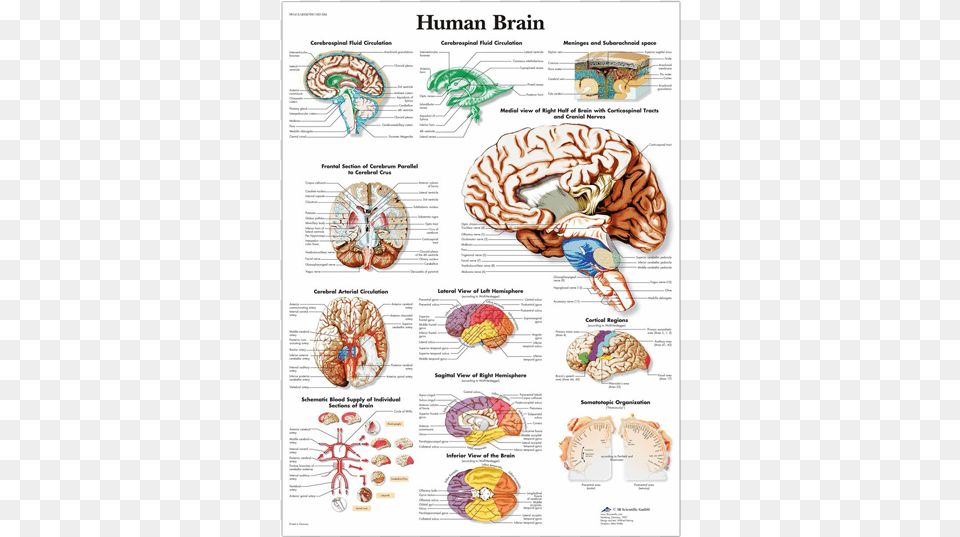Anatomical Chart Human Brain Human Brain Anatomy Poster, Text, Page Free Png Download